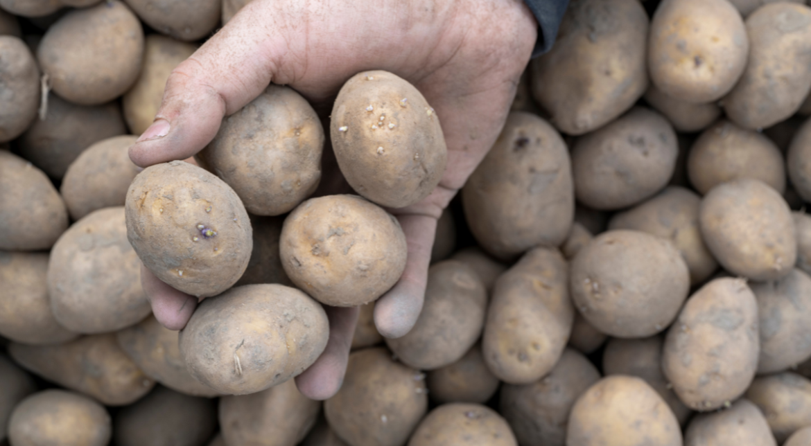 Pommes de terre germées en cuisine : est-ce sécuritaire de les manger ?